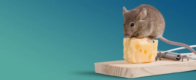 Ядат ли мишки пеноплекс