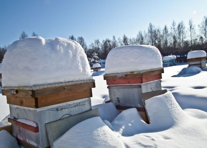 Как е зимуването на пчелите